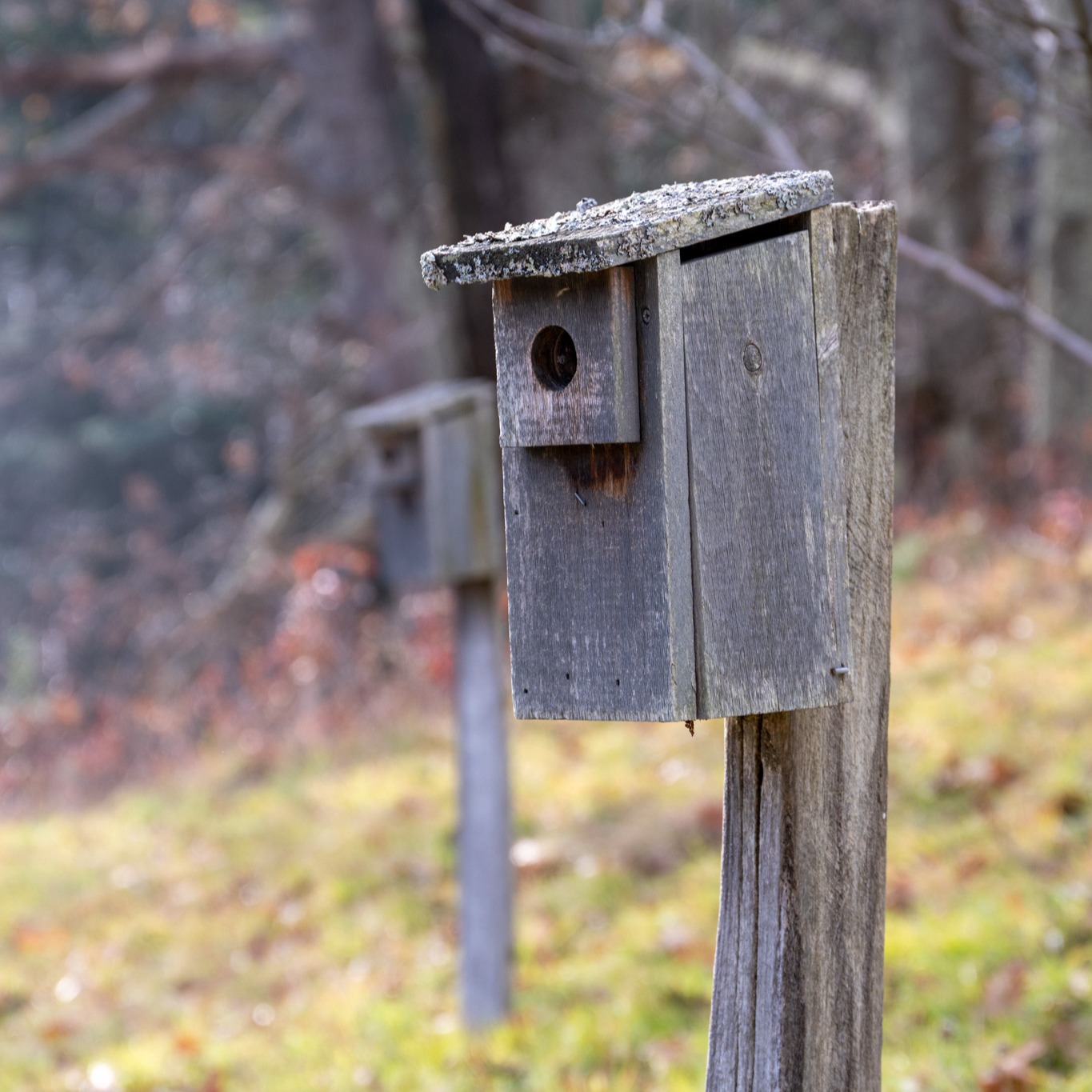 Weathered wooden birdhouse in autumn light