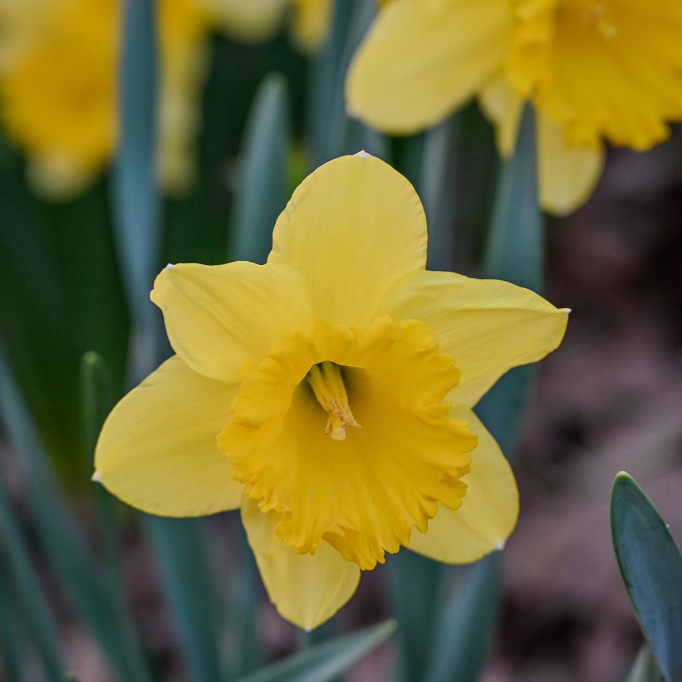 Yellow daffodil in bloom, close-up