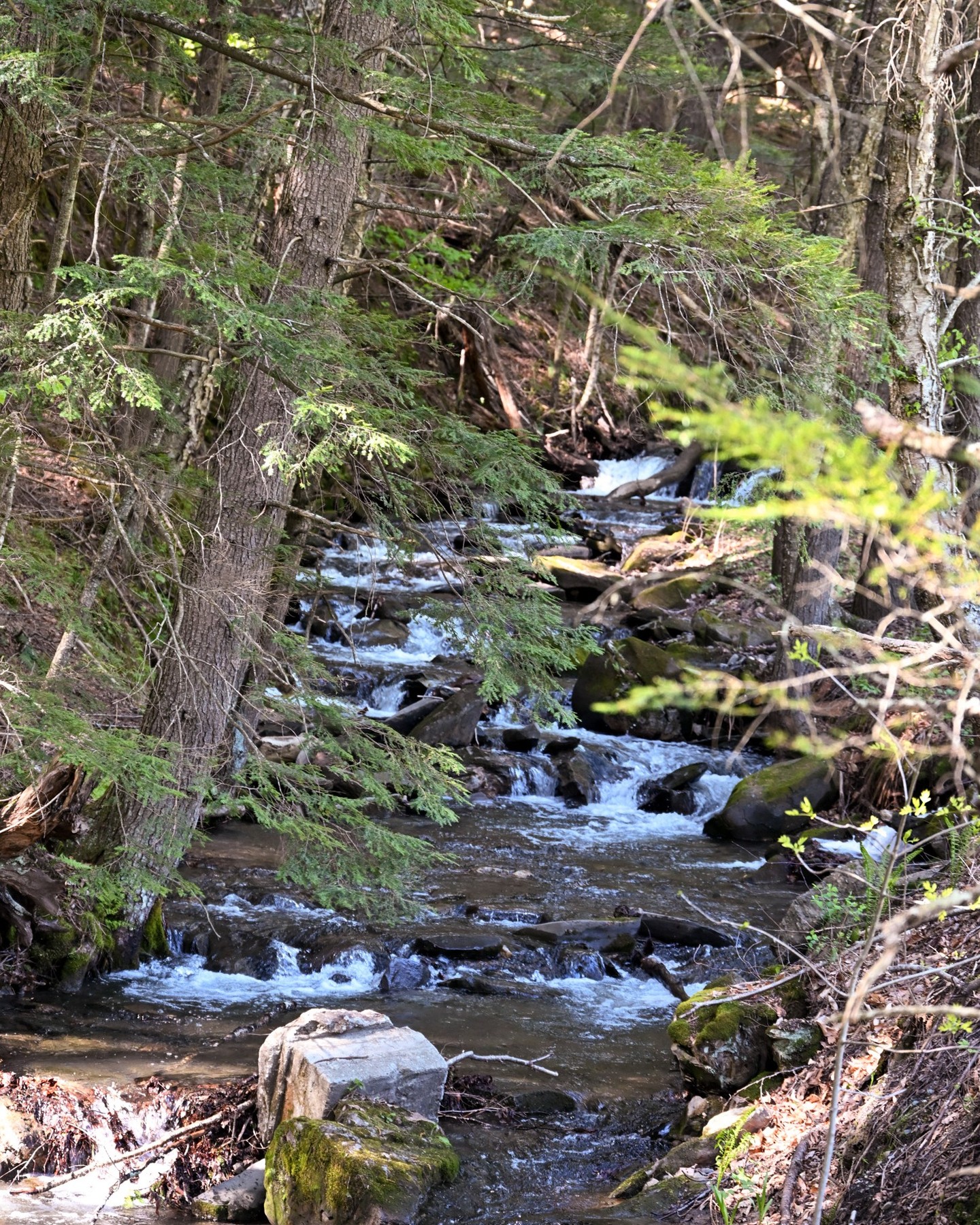 Forest stream cascading over mossy rocks, Vermont
