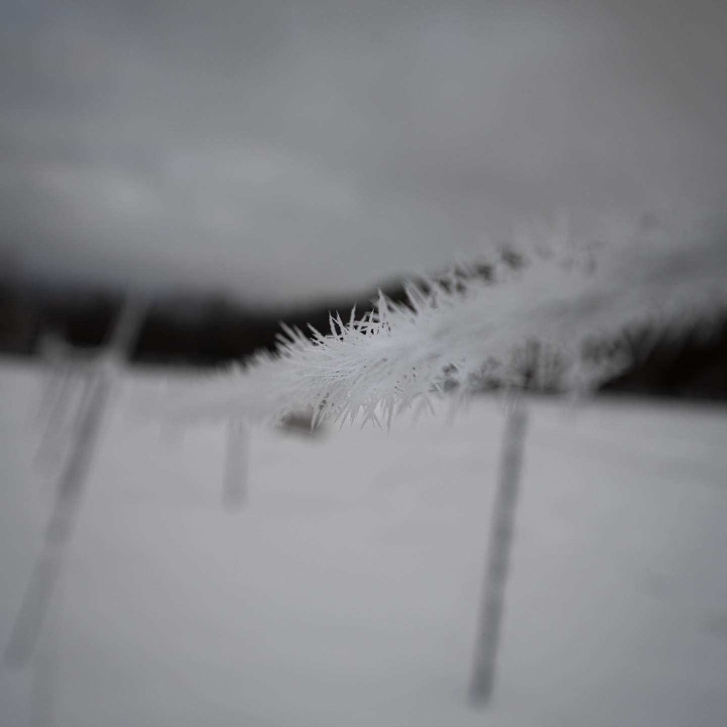 Ice crystals on a fence wire, close-up macro