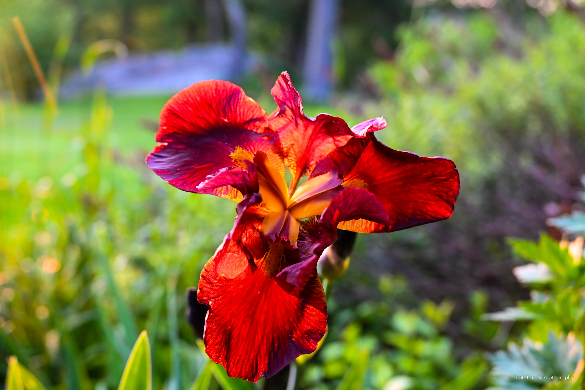Red Iris Photography Print