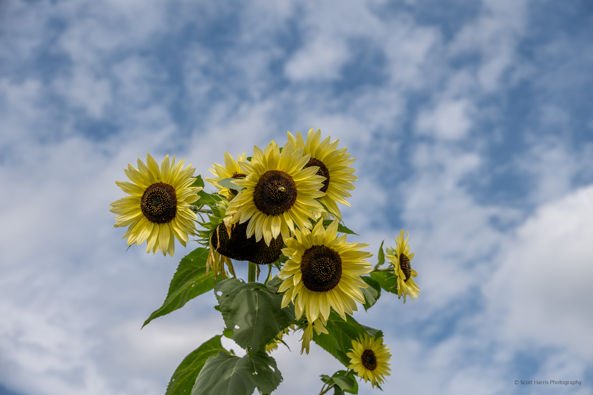 Sunflower Photography Print