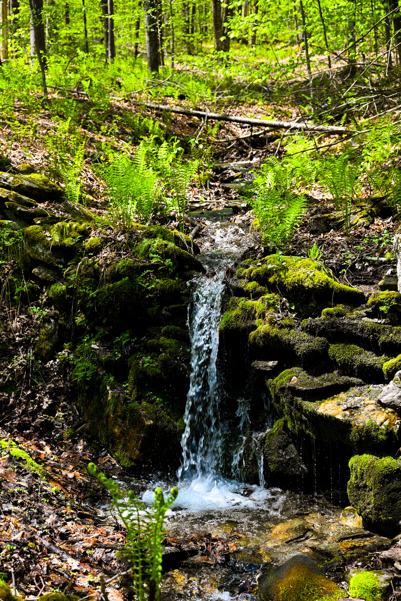 Forest Stream Photography Print